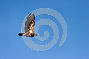 Wild Immature Bald Eagle in Flight