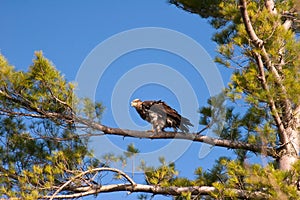 Wild Immature Bald Eagle Perched in Tree