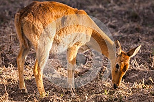 Wild impala