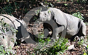 Wild India rhinoceros or greater one-horned rhinoceros in Nepal`s Chitwan National Park