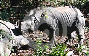 Wild India rhinoceros or greater one-horned rhinoceros in Nepal`s Chitwan National Park