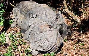 Wild India rhinoceros or greater one-horned rhinoceros in Nepal`s Chitwan National Park