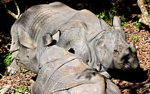 Wild India rhinoceros or greater one-horned rhinoceros in Nepal`s Chitwan National Park