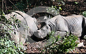 Wild India rhinoceros or greater one-horned rhinoceros in Nepal`s Chitwan National Park