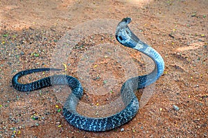 Wild Indian cobra on ground photo