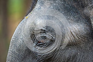 Wild indian elephant head shot at dhikala jim corbett national park