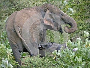 Wild indian elephant suckling calf