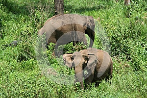 Wild Indian elephants