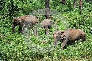 Wild Indian elephants