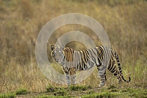 wild indian female bengal tiger or panthera tigris fine art closeup or portrait with eye contact in summer season morning safari