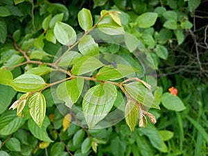 Wild Indian Fruit Ziziphus oenoplia