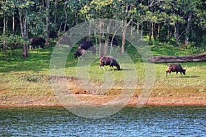 Wild Indian Gaurs or buffalos grazing in Periyar national park, Kerala, South India