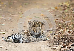 Wild Indian Leopard