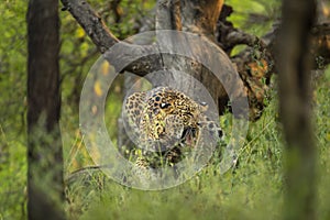 Wild indian male leopard or panther hanging on tree trunk with yawning expression in natural monsoon green background at jhalana