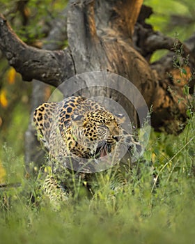 Wild indian male leopard or panther hanging on tree trunk with yawning expression in natural monsoon green background at jhalana