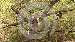 wild indian male leopard or panther or panthera pardus hanging on tree eyeing on safari vehicles in natural winter green