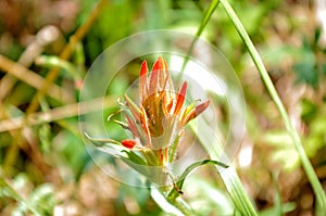 Wild Indian Paintbrush Flower Castilleja linariifolia