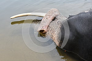 Wild Indian tusker or Asian male elephant bathing