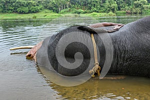 Wild Indian tusker or Asian male elephant bathing