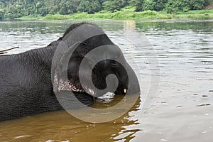 Wild Indian tusker or Asian male elephant bathing