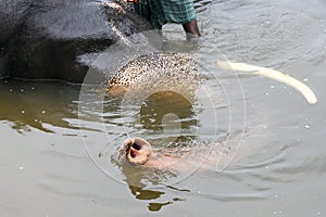 Wild Indian tusker or Asian male elephant bathing