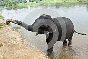 Wild Indian tusker or Asian male elephant bathing