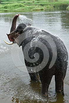 Wild Indian tusker or Asian male elephant bathing