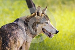 Wild Indian Wolf in Jungle