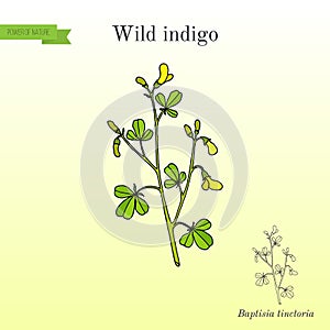 Wild-indigo Baptisia tinctoria , or broom-clover, medicinal plant