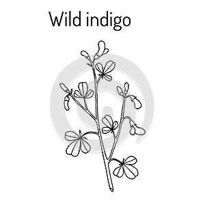 Wild-indigo Baptisia tinctoria , medicinal plant