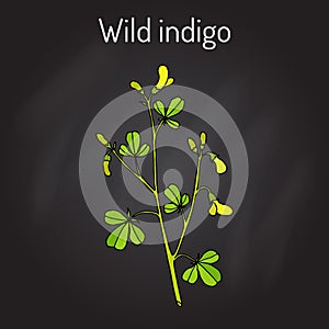Wild-indigo Baptisia tinctoria , medicinal plant