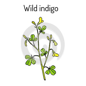 Wild-indigo Baptisia tinctoria , medicinal plant photo
