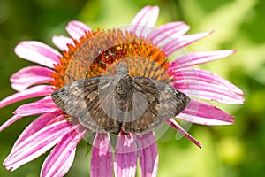 Wild Indigo Duskywing Butterfly - Erynnis baptisiae