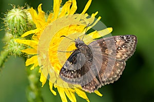 Wild Indigo Duskywing - Erynnis baptisiae