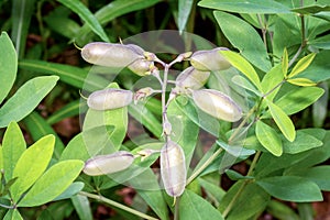 Wild Indigo (Genus Baptisia). Raleigh, North Carolina