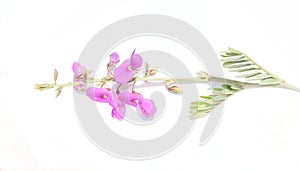 Wild indigo pink flowers on white