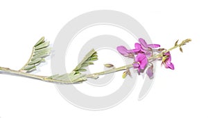 Wild indigo plant Tephrosia purpurea flowers