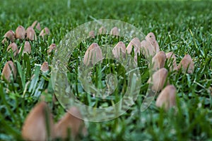 Wild ink cap mushrooms growing in a garden lawn