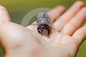 Wild insects Coleoptera in the hands of men