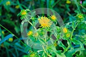 Wild Inula helenium, yellow flowers in grass