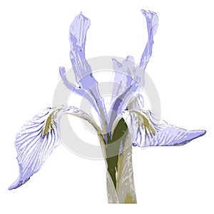 Wild Iris 1