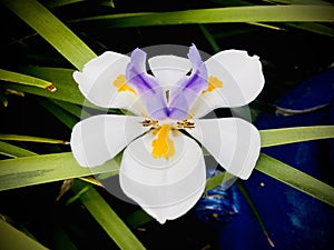 Wild iris, AKA Large wild irirs, Fairy iris, butterfly iris, fortnight lily.
