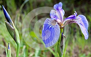 Wild Iris in Alaska