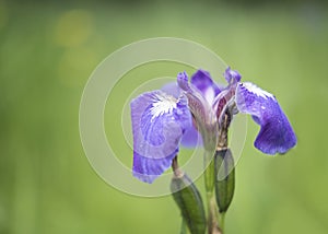 Wild iris in an Alaskan meadow