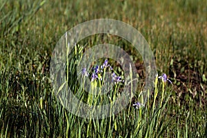 Wild Iris bloom in spring in the marsh at Alamosa National Wildlife Refuge photo