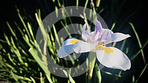 Wild iris with depth dark black background.