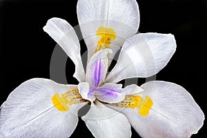 Wild iris, Dietes iridioides, African iris, fortnight lily or morea iris