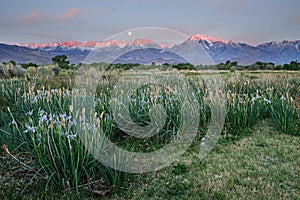 Wild Iris In Field With Moonset And Mountain Sunrise photo