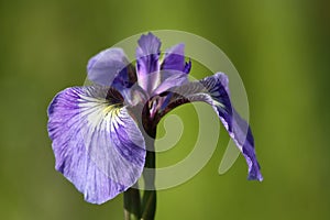 Wild Iris Flower in Alaska
