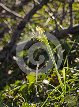 Wild iris flower in the sunlight in the forest in Greece